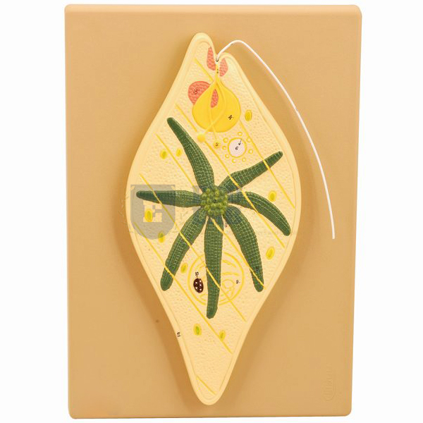 Euglena Model