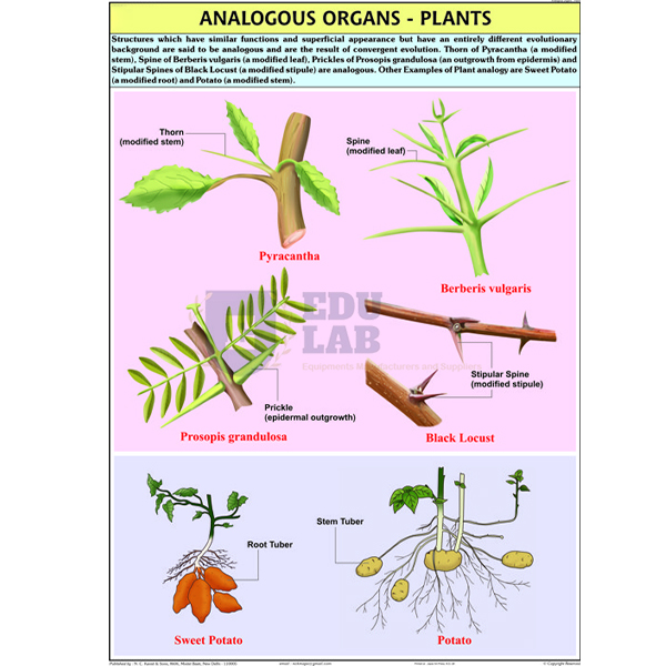 Analogous Organs Plants Chart