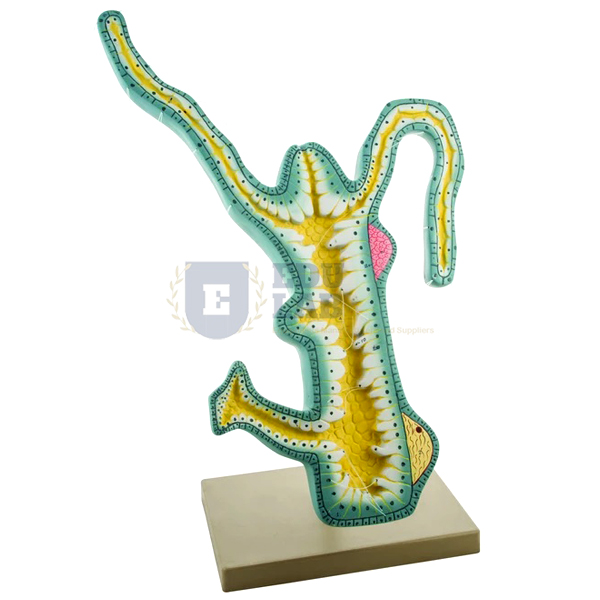 Hydra Model