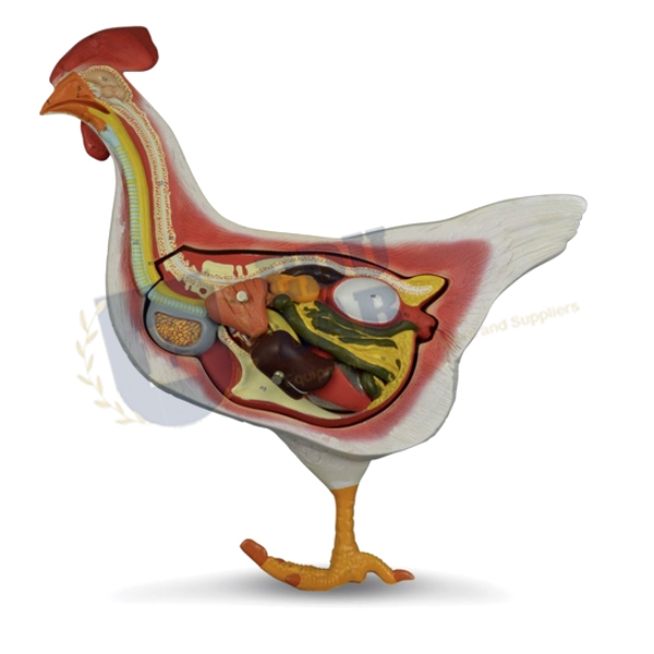 Hen Anatomy Model
