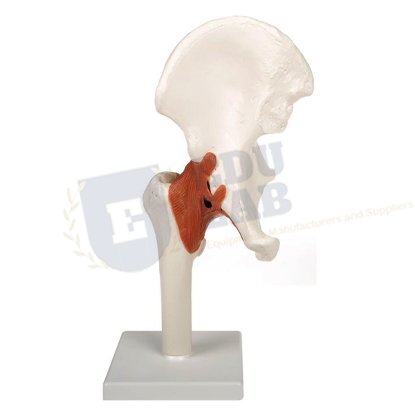 Functional Hip Joint Model