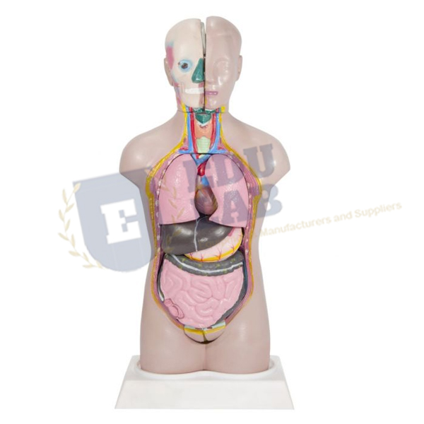 Budget Peter Petra Torso Anatomy Model