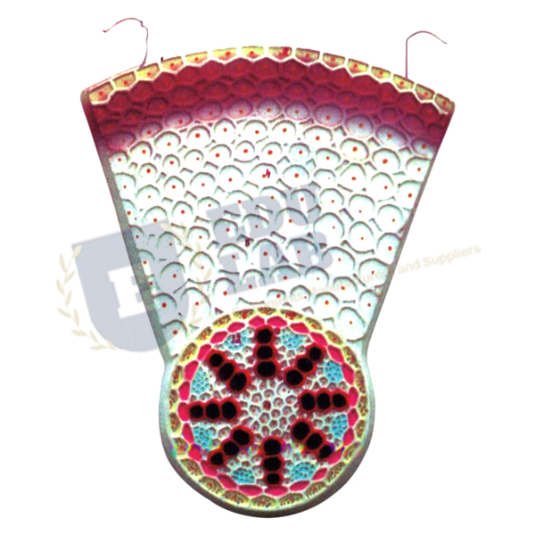 Monocot Root T.S. Model
