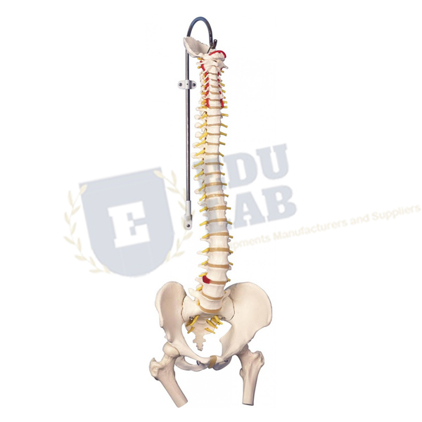 Classic Flexible Spine with Femur Heads