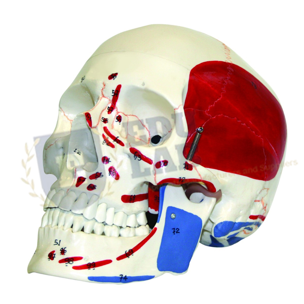 Human Skull with Muscles
