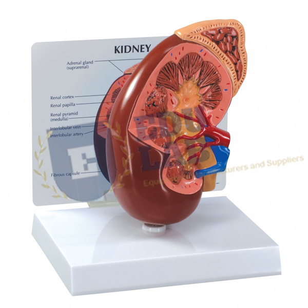 Kidney Model