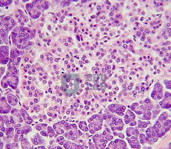 Artery, Vein &amp; Nerve (400x)