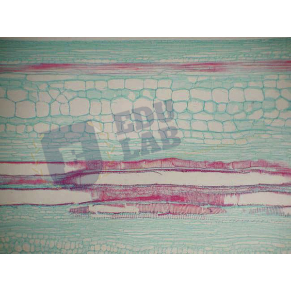 Basic Botany Slide Set