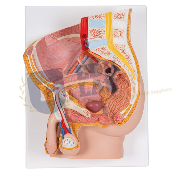 Male Pelvis Model