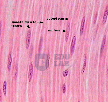 Smooth Muscle (400x)