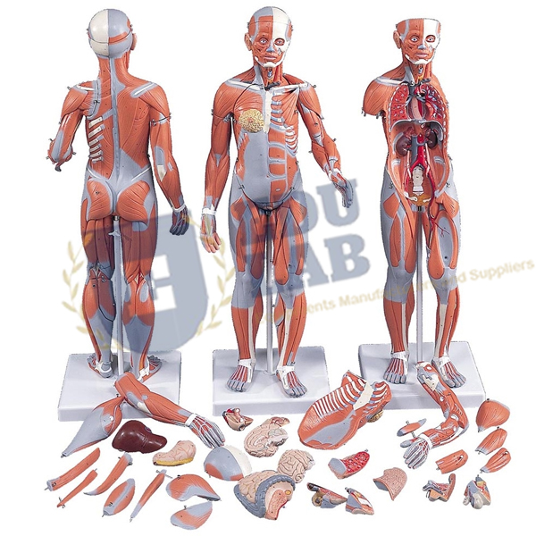 1/2 Life-Size Dual-Sex Muscle Model