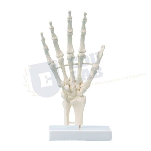 Human Hand Skeleton Model