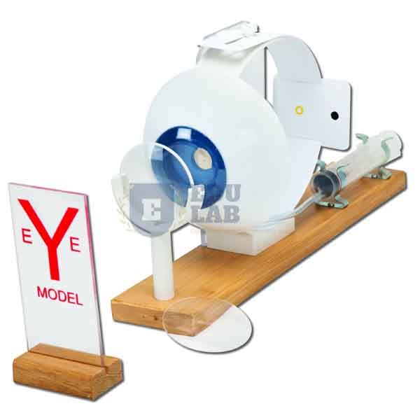 Functional Eye Model