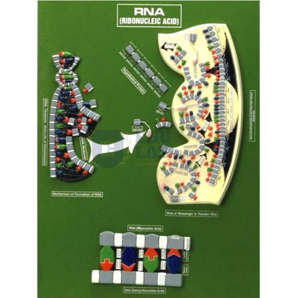 RNA Model