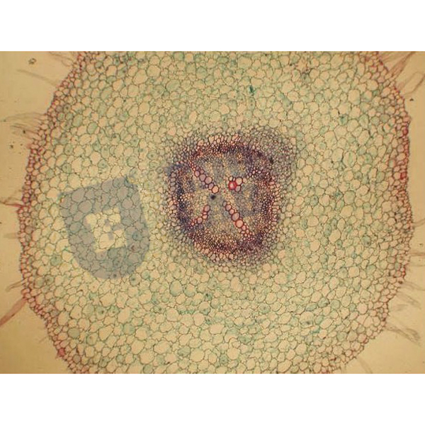 Basic Plant Anatomy Slide