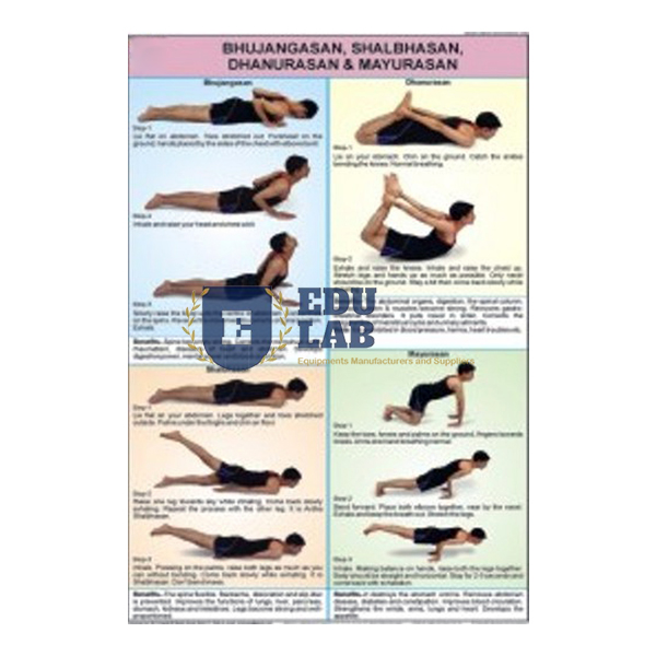 Bhujangasan, Shalbhasan, Dhanurasan and Mayurasan Chart
