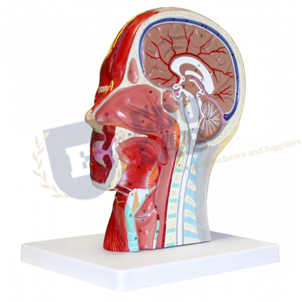 Half Head With Musculature