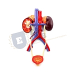 Human Urinary Bladder Model