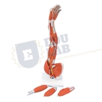 Muscle Arm Model