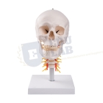 Human Skull Model on Cervical Spine