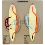 Ascaris Male and Female Model