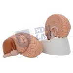 Human Brain Model, 2 Parts