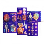 Circulatory System Model Activity Set