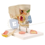 Nose With Paranasal Sinuses Model