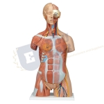 Deluxe Dual-Sex Muscle Torso