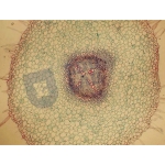 Basic Plant Anatomy Slide