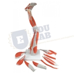 Muscle Leg Model